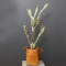 RESUP Artificial Cactus with Basket for Home Decoration 0135 54.8'' Tall Cactus Plant Wholesale China Factory