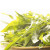 Organic Dandelion Leaf Tea