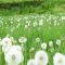 Organic Dandelion Leaves/Greens Promote Eye Health