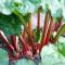 100% Organic Chinese Rhubarb