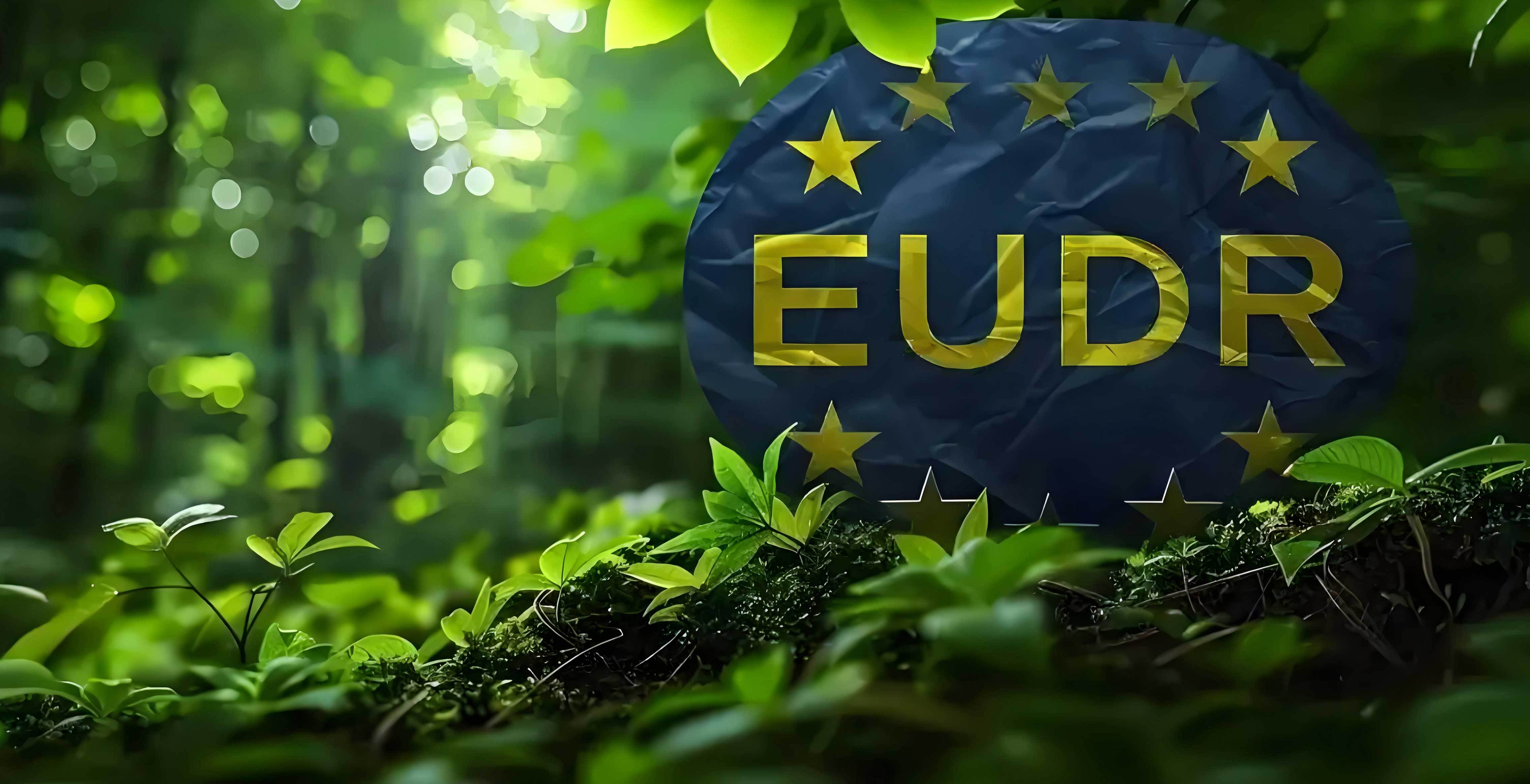 Exporting Disposable Wooden Tableware to the EU: Core Essentials of DDS Investigation & Collaboration Guidelines for Importers