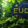 Exporting Disposable Wooden Tableware to the EU: Core Essentials of DDS Investigation & Collaboration Guidelines for Importers