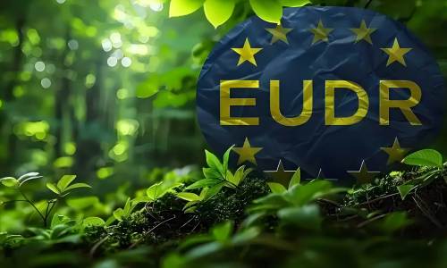 Exporting Disposable Wooden Tableware to the EU: Core Essentials of DDS Investigation & Collaboration Guidelines for Importers