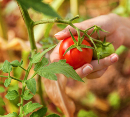 Value of Magnesium Sulfate for Agricultural Applications