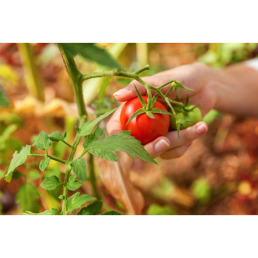 Value of Magnesium Sulfate for Agricultural Applications