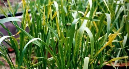 Symptoms of magnesium deficiency in crops
