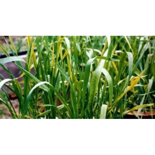 Symptoms of magnesium deficiency in crops