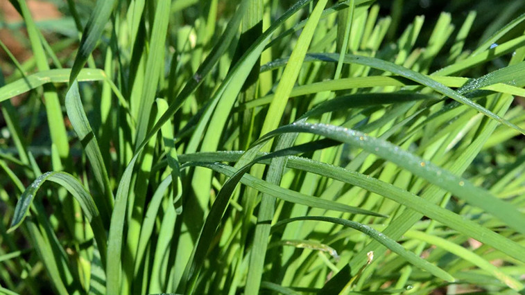 Whether to use urea or compound fertilizer for fertilizing leeks needs