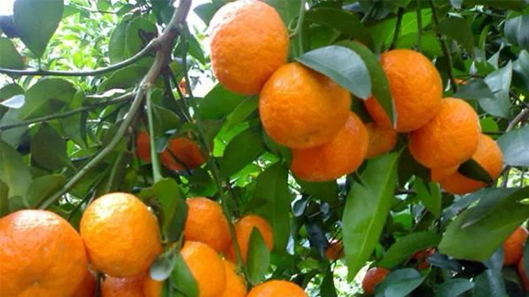 Urea price movement center may move further downward Ⅱ BY:Cherry