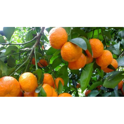 Urea price movement center may move further downward Ⅱ BY:Cherry