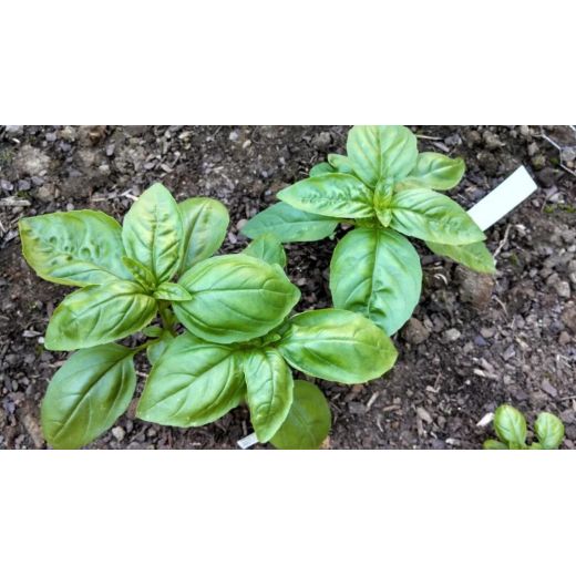 Benefit of using magnesium sulphate heptahydrate for flower cultivation