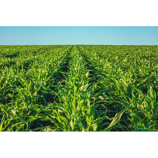 Benefit of using magnesium sulphate heptahydrate for flower cultivation Ⅱ