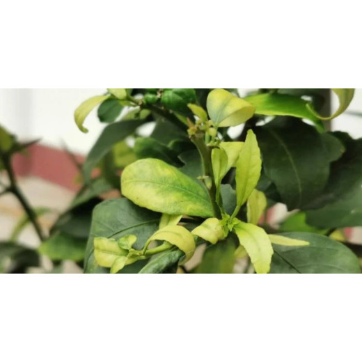 Benefit of Using Magnesium Sulphate Heptahydrate for Flower Cultivation Ⅲ—Avoid Plant leaf Turn Yellow or Curl By:Lydia