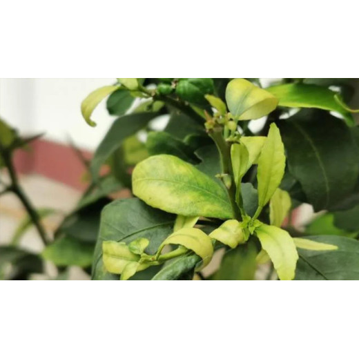 Benefit of Using Magnesium Sulphate Heptahydrate for Flower Cultivation Ⅲ  —Avoid Plant leaf Turn Yellow or Curl  By:Lydia