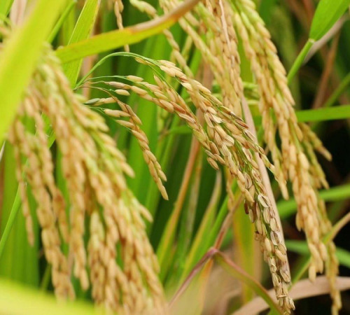 Fertilizer efficiency and functions of diammonium phosphate BY:Danny