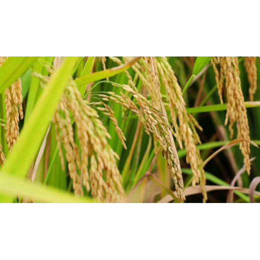 Fertilizer efficiency and functions of diammonium phosphate BY:Danny