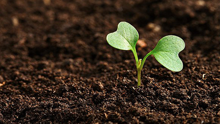 Why can humic acid remedite the soil? BY:Lydia