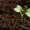 Why can humic acid remedite the soil? BY:Lydia
