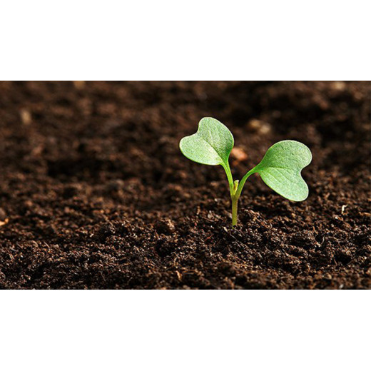 Why can humic acid remedite the soil? BY:Lydia