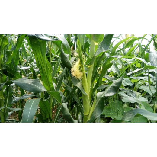 What kind of fertilizer is diammonium phosphate? BY:Danny