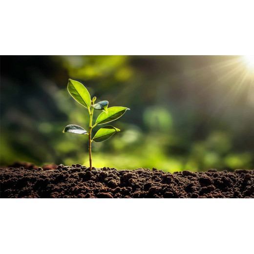 Comparison and Agricultural Benefit Analysis of the Application of 57% Diammonium Phosphate and 64% Diammonium Phosphate BY:Danny