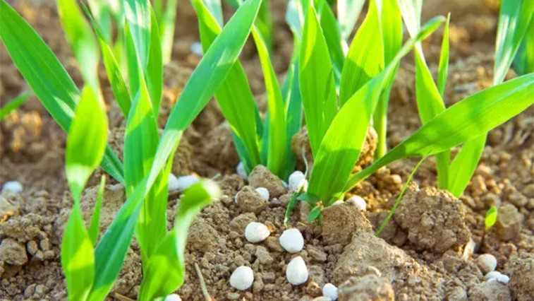 What is controlled-release fertilizer? What are the advantages of controlled-release fertilizer? BY:Cynthia