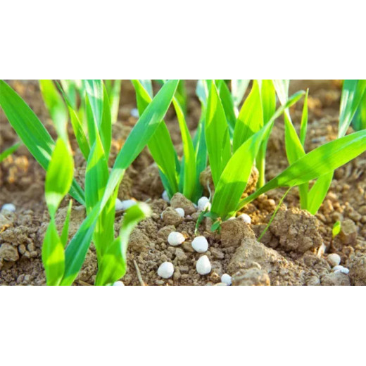 What is controlled-release fertilizer? What are the advantages of controlled-release fertilizer? BY:Cynthia