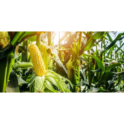 How are organic-inorganic compound fertilizers better than ordinary fertilizers? BY:Cynthia