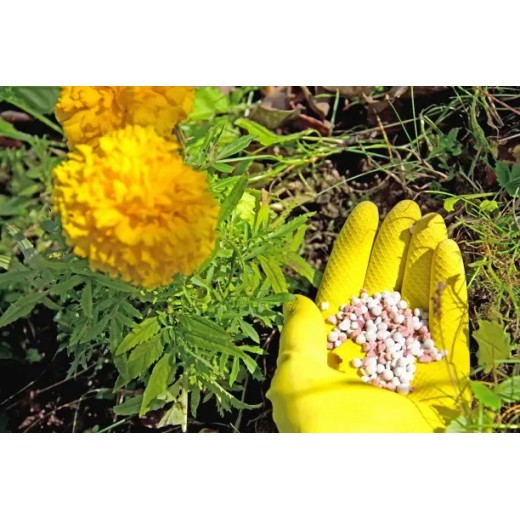 How to fertilize alkaline soil Key points of fertilization technology for alkaline soil? BY:Cynthia