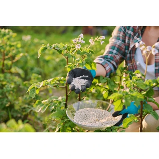 What is organic fertilizer? What are the benefits of using organic fertilizer to grow vegetables? BY:Cynthia
