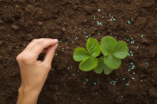 Breakthrough in Magnesium Fertilizer Efficacy and Synergistic Application with Potassium BY:Cynthia