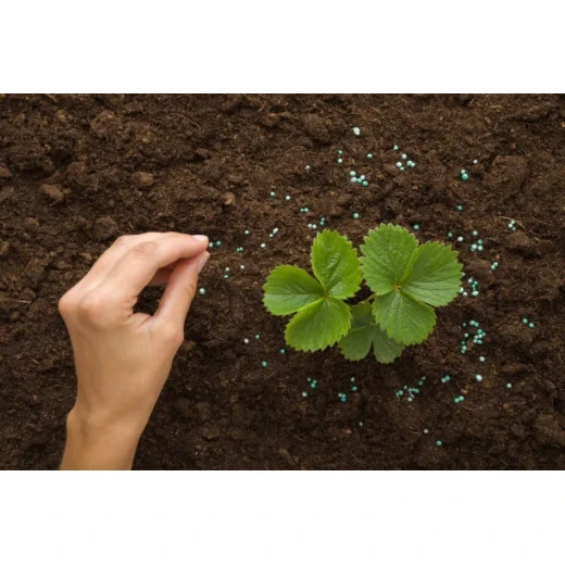 Breakthrough in Magnesium Fertilizer Efficacy and Synergistic Application with Potassium BY:Cynthia