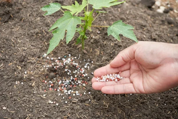 magnesium fertilizer