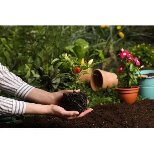 The Function of Potassium Humate in Planting Industry BY: Lydia