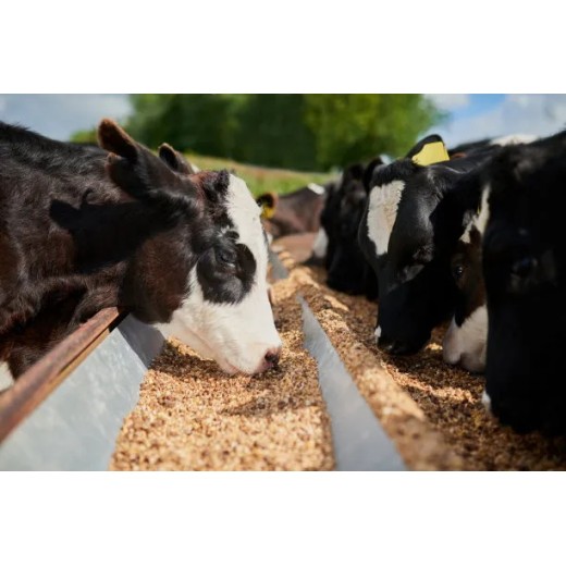 Applications of Zinc Sulfate in Animal Feed By:Lina