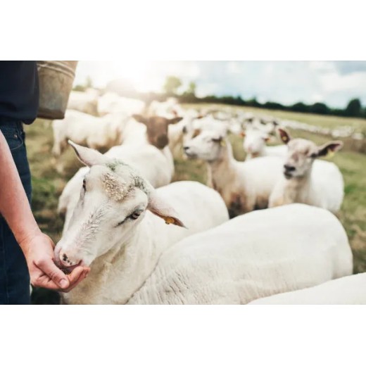 Key Roles of Zinc Sulfate in Animal Feed: A Comprehensive Analysis By:Lina