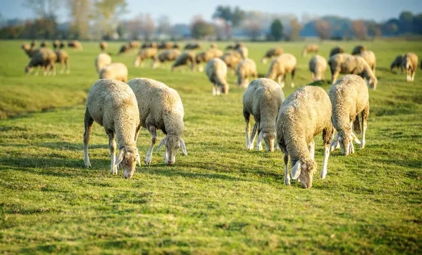 Manganese Sulphate Application in Additive: Supporting Structural Health and Metabolic Efficiency in Livestock By:Lina