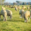 Manganese Sulphate Application in Additive: Supporting Structural Health and Metabolic Efficiency in Livestock By:Lina