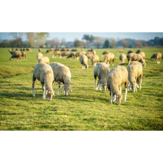 Manganese Sulphate Application in Additive: Supporting Structural Health and Metabolic Efficiency in Livestock By:Lina