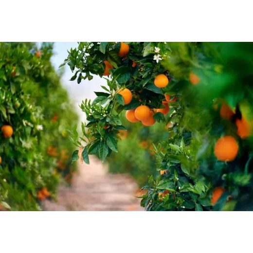 The main uses of ferrous sulfate monohydrate BY:Danny