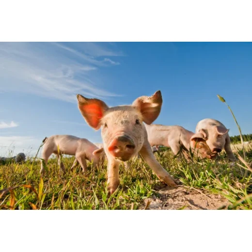 Benefits of Manganese Sulphate in Additive By:Lina