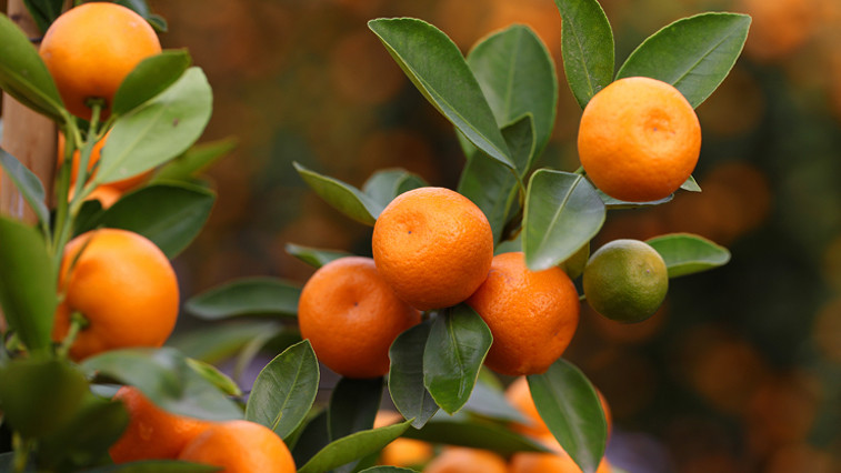 Citrus Orchard Zinc Deficiency Correction