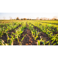 Magnesium Sulfate Heptahydrate: A Green Power in Agriculture BY:Amber