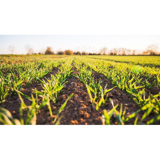 Magnesium Sulfate Heptahydrate: A Green Power in Agriculture BY:Amber