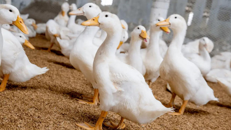 Boosting Animal Health with Magnesium Sulfate Heptahydrate in Feed Supplements