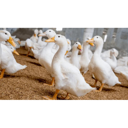Boosting Animal Health with Magnesium Sulfate Heptahydrate in Feed Supplements