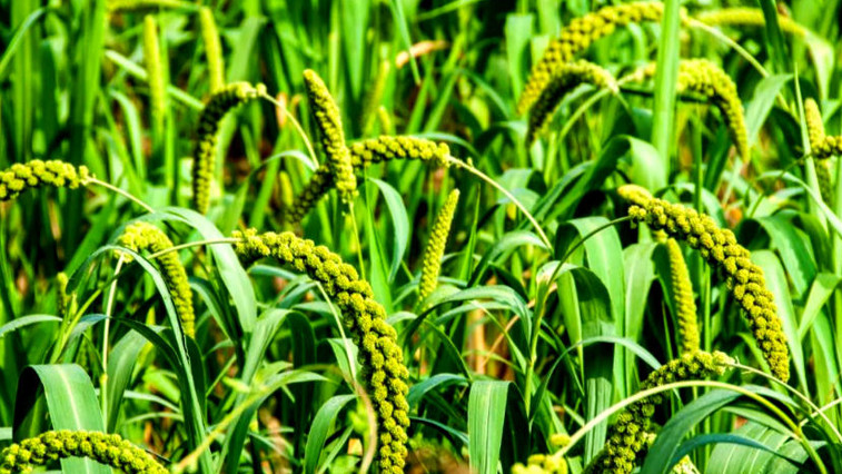 Magnesium Sulfate Heptahydrate: A Green Power in Agriculture Boosting Crop Yield and Quality