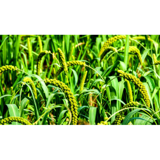 Magnesium Sulfate Heptahydrate: A Green Power in Agriculture Boosting Crop Yield and Quality