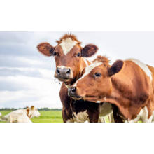 Feed Grade Magnesium Oxide Becomes Vital Animal Feed Additives