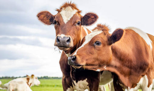 Feed Grade Magnesium Oxide Becomes Vital Animal Feed Additives